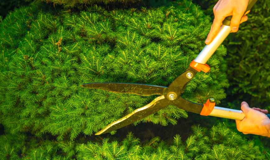 Bush Trimming