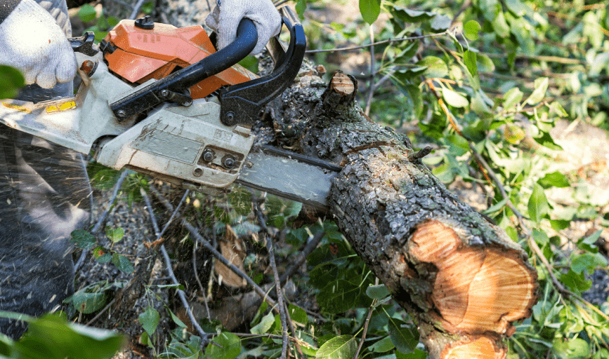 Tree Trimming